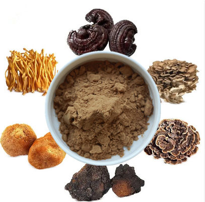 Mélange 6 en 1 d'extrait de champignon en poudre Cordyceps Ganoderma Reishi Chaga Turquie Queue Maitake Lions Mane Poudre de champignon