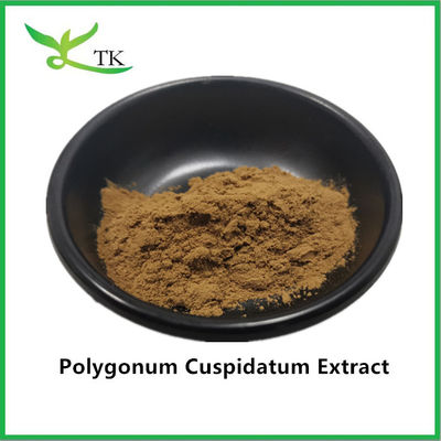Extrait de plante naturel pur de l'herbe de la plante de la noix géante Polygonum cuspidatum Extrait de 20% de resvératrol