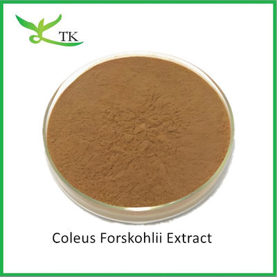 Vente en gros d'extrait de plante naturel Coleus Forskohlii Extrait en poudre Prix de la forskoline