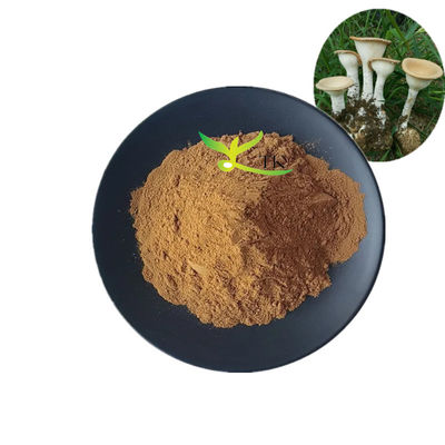 Extrait de champignon de lait de tigre de Lignosus rhinocerus de qualité alimentaire en poudre 10% à 30% Polysaccharides