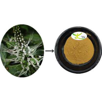 Extrait naturel d'orthosiphon aristatus Extrait de feuille d'orthosiphon poudre de nettoyage Calculi