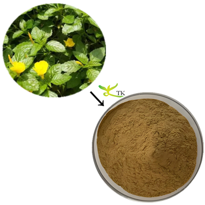 Poudre d'extrait de damiana de haute qualité 20:1 Capsules d'extrait de damiana