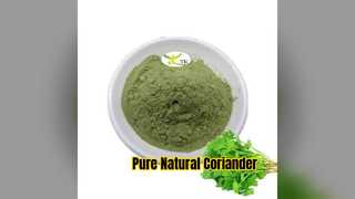 Poudre de coriandre naturelle pure, vente en gros en vrac